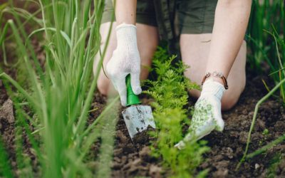 Reduce Your Carbon Footprint with Gardening Robots